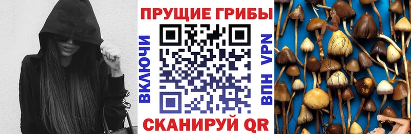 Псилоцибиновые грибы Cubensis цена наркотик Сертолово